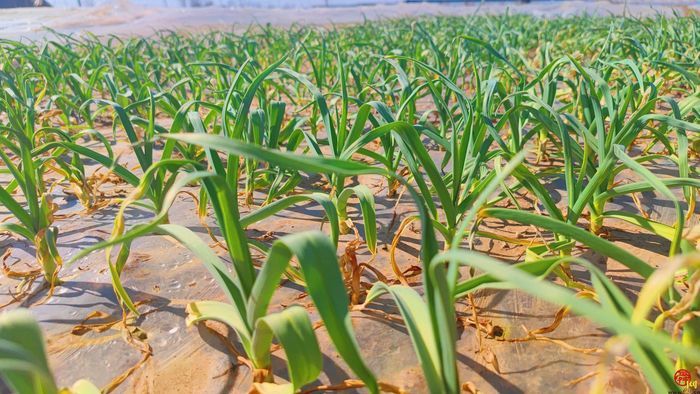 杨哥杨嫂，泉水人家新红人开创大蒜品牌时代～创意蒜样要哪款你说了“蒜”！