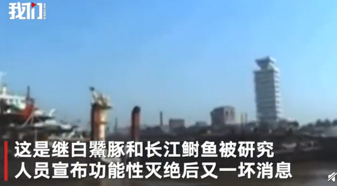 专家称长江白鲟灭绝？IUCN中国代表处：未官宣，6月发结果