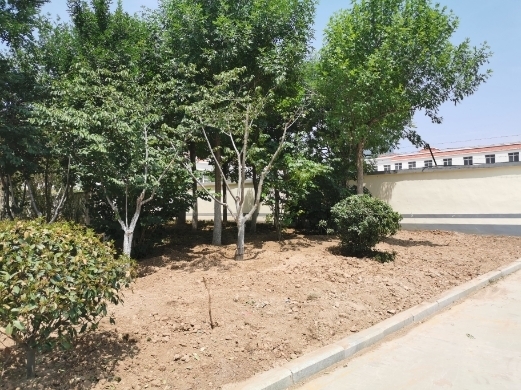 【啄木鸟在行动】烟台路部分路段绿化带内黄土裸露