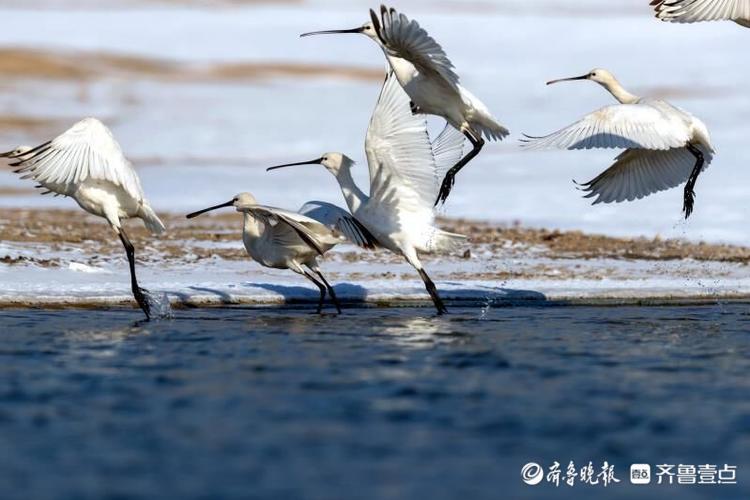 数百只珍稀东方白鹳和琵鹭“做客”郯城沂河