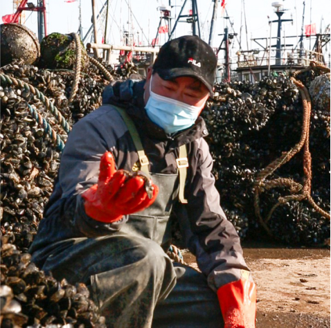 日照滞销海虹有了销路 淘宝上正以每天5万斤速度“出货”