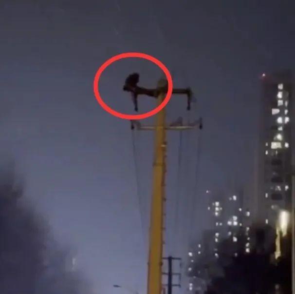 令人震惊！男子夜爬电线杆，做仰卧起坐？