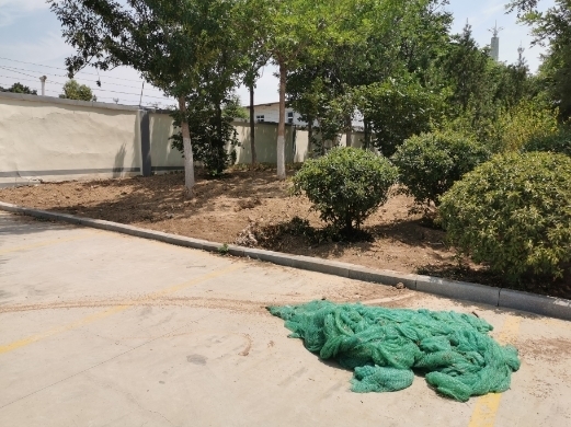 【啄木鸟在行动】烟台路部分路段绿化带内黄土裸露