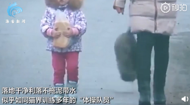 胖猫走路突然起飞360度空翻|【什么操作】胖猫走路突然起飞360度空翻 "老忍者"深藏不露网友看呆了