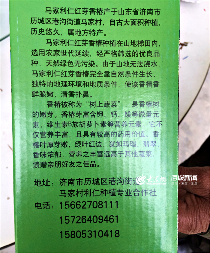 这就是山东丨红“宝”椿成了香饽饽 港沟马家村让春天“香”起来