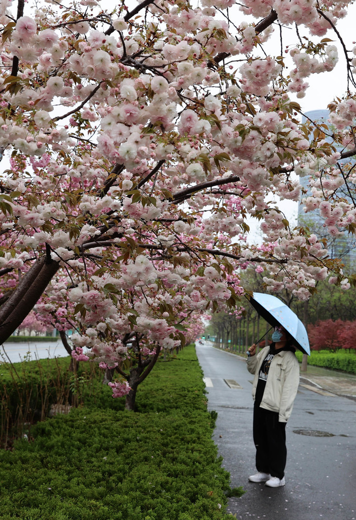 春雨蒙蒙润泉城