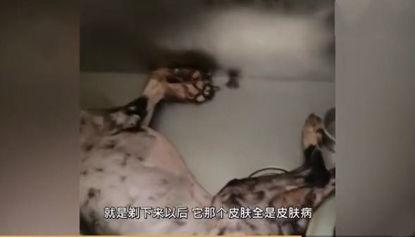 愤怒！南京90后情侣退房后把边牧遗弃在出租屋 网友：放入黑名单！永远禁止收养宠物！