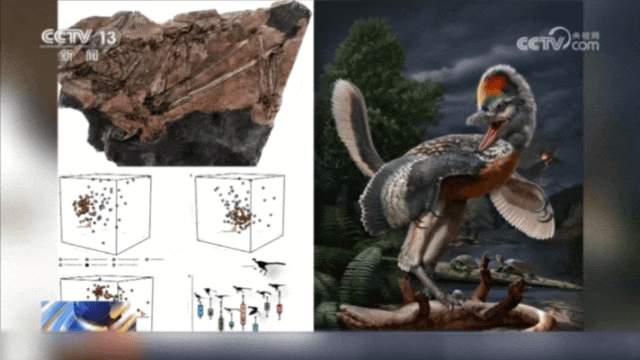 是真的！“福建终于有自己的恐龙了！”距今约1.5亿年