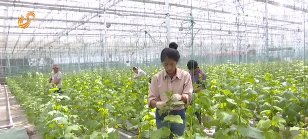 山东：产业援藏向纵深发展 特色小镇助精准脱贫