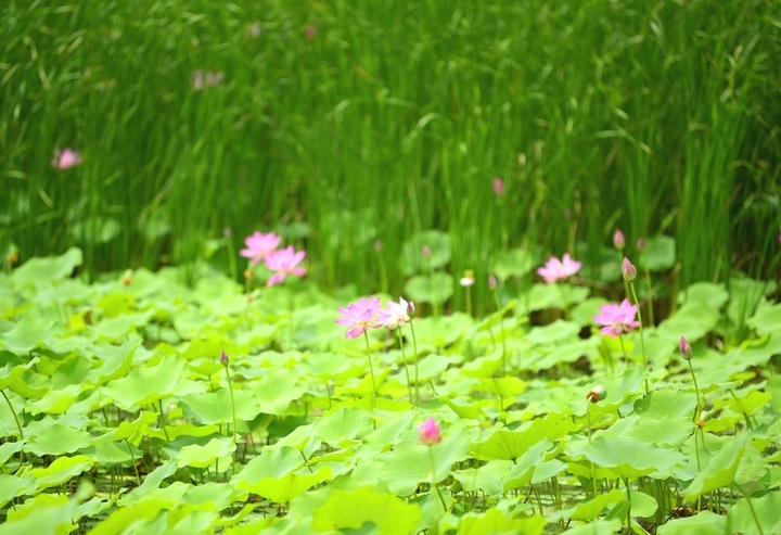 映日荷花别样红，湖光山色俏东城