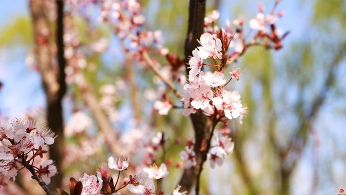 【飞阅泉城】玉清湖翠 花漫长堤