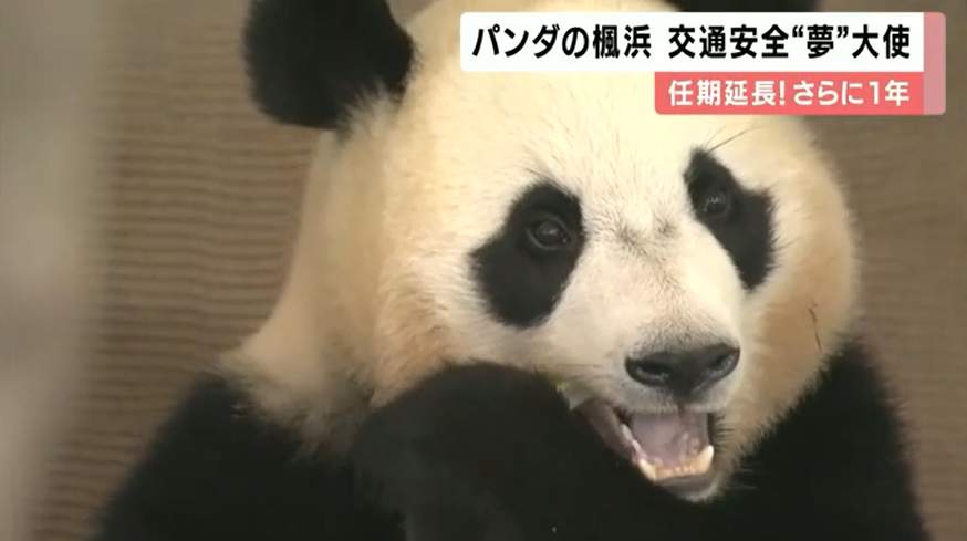 旅日熊猫"枫浜"再次被日本警方委任交通安全大使