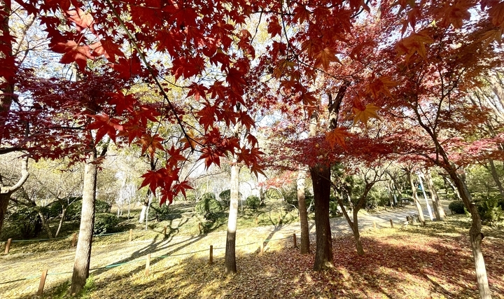 济南的天美冬天美翻了 泉城公园披上“花式冬装”