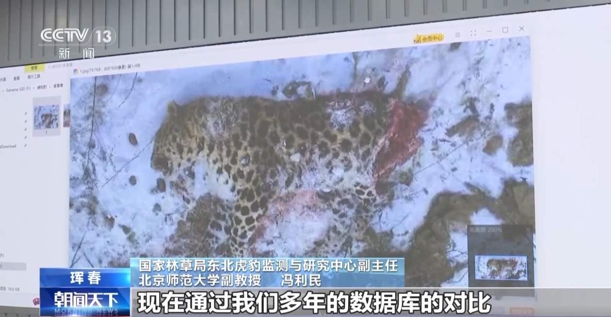 国内首次发现“东北虎捕食东北豹” 警方和专家组揭开事件真相