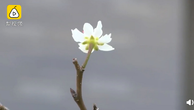 东北梨树零下温度开花 网友神回复：梨花也被天气搞晕了！