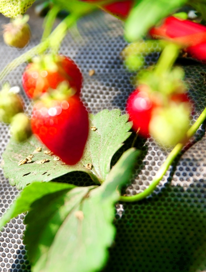 【春耕进行时】回看舜网记者带您走过的这些地方