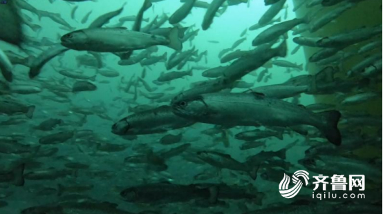 这就是山东｜抗得住台风，防得了鲨鱼！揭秘世界最大深海渔场“深蓝1号”