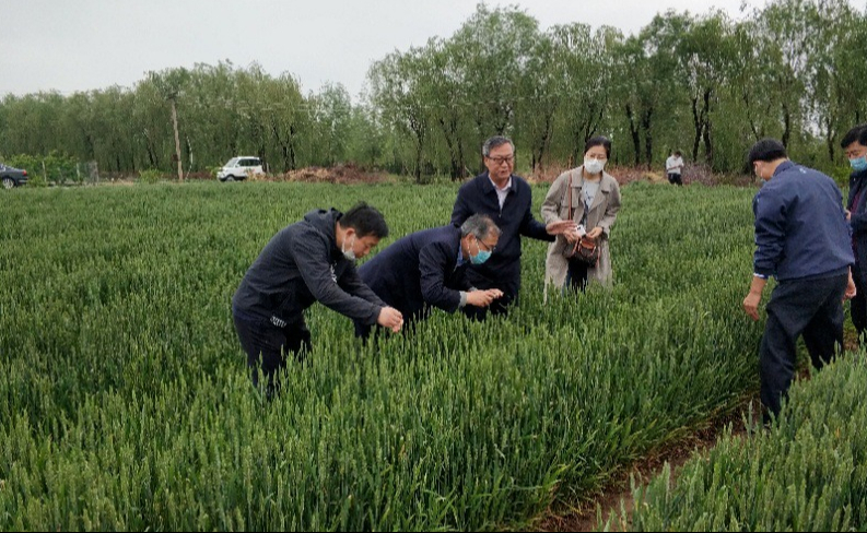 无人机防治小麦条锈病，潍坊滨海区大家洼街道打响麦田保卫战