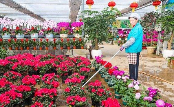一个月销售10余万株 “年宵花”蝴蝶兰迎销售旺季