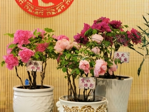 新年至 牡丹开！国花牡丹首次惊艳冬日济南