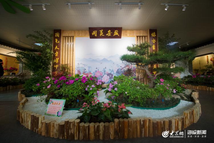声色山东丨今年冬天来济南看“花王” 20多种牡丹首次集中亮相