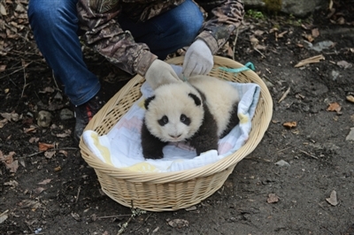 5个半小时乔装“妈妈” 野外产仔大熊猫母子成功回捕