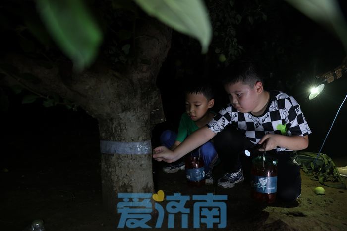 亩产收入最高达上万元 章丘这个村林下“掘金”