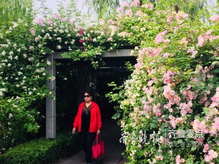 蔷薇正值盛花期，济南公园开花成海了！