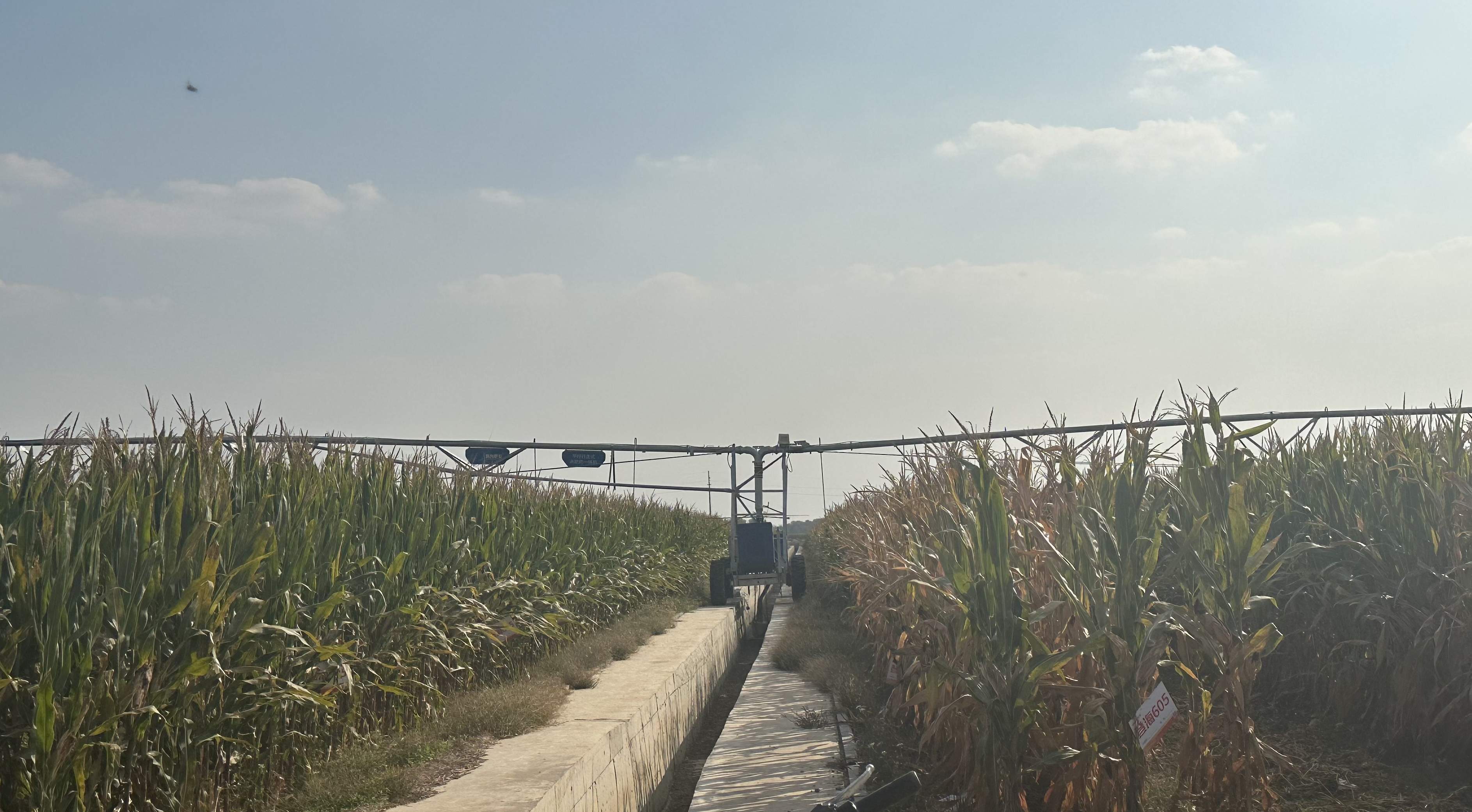 给产粮大县算算“玉米账”