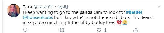 操碎了心!大熊猫贝贝回国 听不懂中文(四川话)咋办?