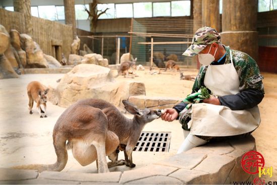 袋鼠饲养员：细心呵护，给它们一个温暖的家