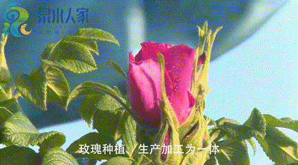 泉水人家发明用大缸“腌”鲜花，一“腌”就是360天，这份甜蜜醉了