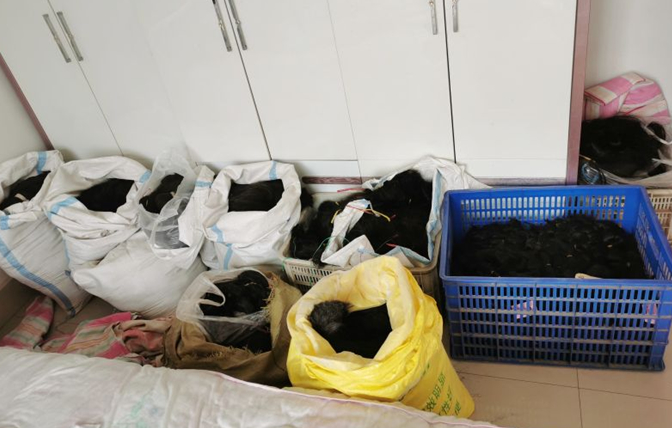 小小头发丝牵出走私大案，青岛海关破获一起案值10亿元走私人发进境案