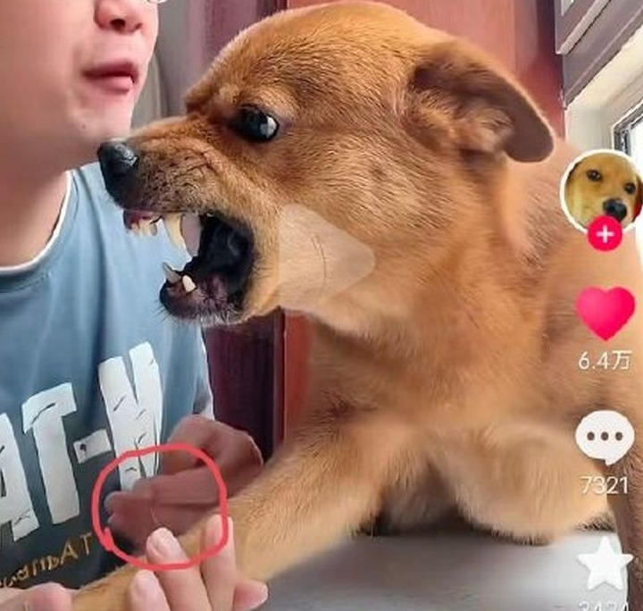 网红“委屈小狗”主人回应用针虐狗：衣服褶皱是因为太大，不是藏了针