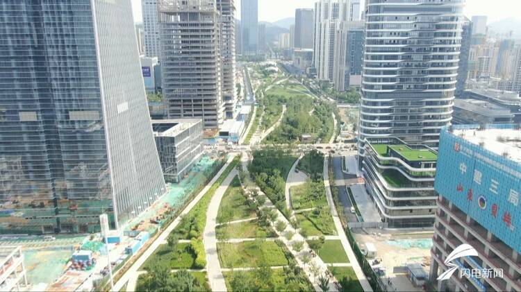 济南CBD打造独特景观！绿化大规模种植“变色”色叶树娜塔栎