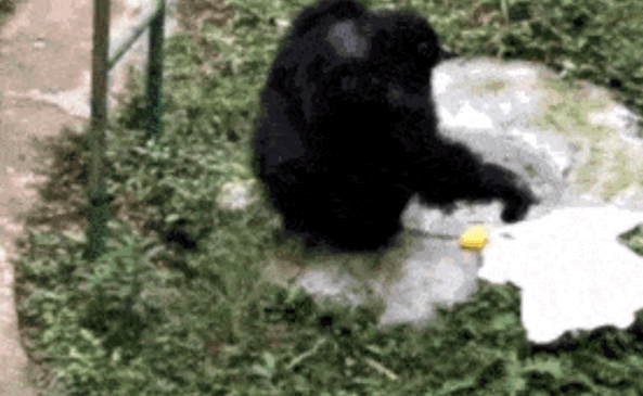 厉害了！大学老师训练公鸡弹琴：会弹《童话》和《我和我的祖国》