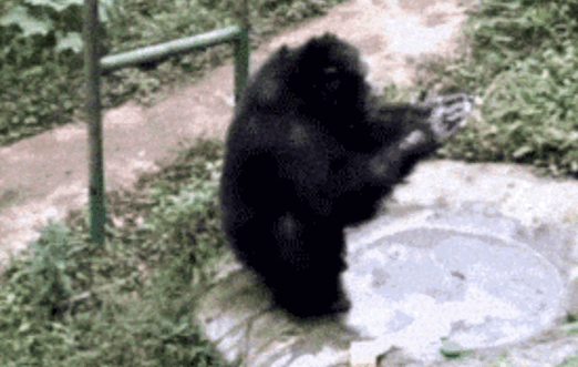 厉害了！大学老师训练公鸡弹琴：会弹《童话》和《我和我的祖国》