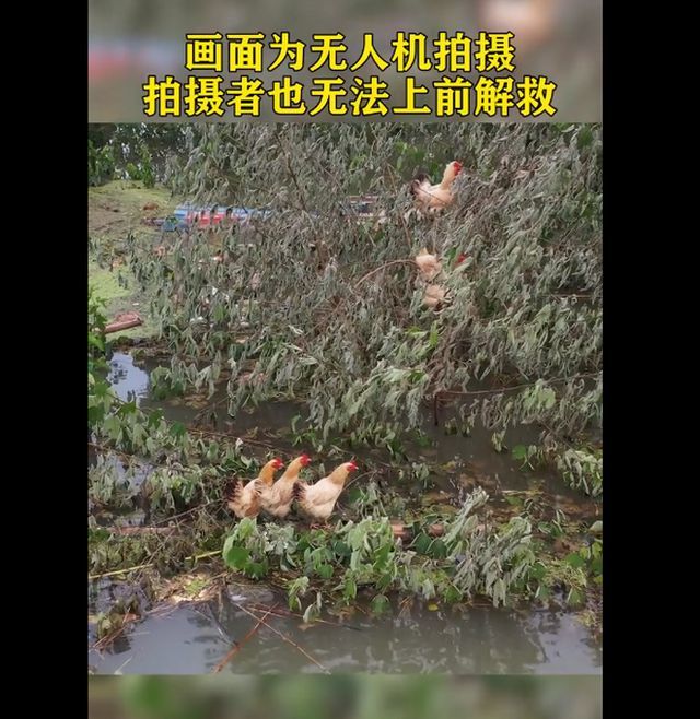 鸡群被洪水围困树枝7天|救了也是死成为盘中餐？鸡群被洪水围困树枝7天 现场实拍图曝光