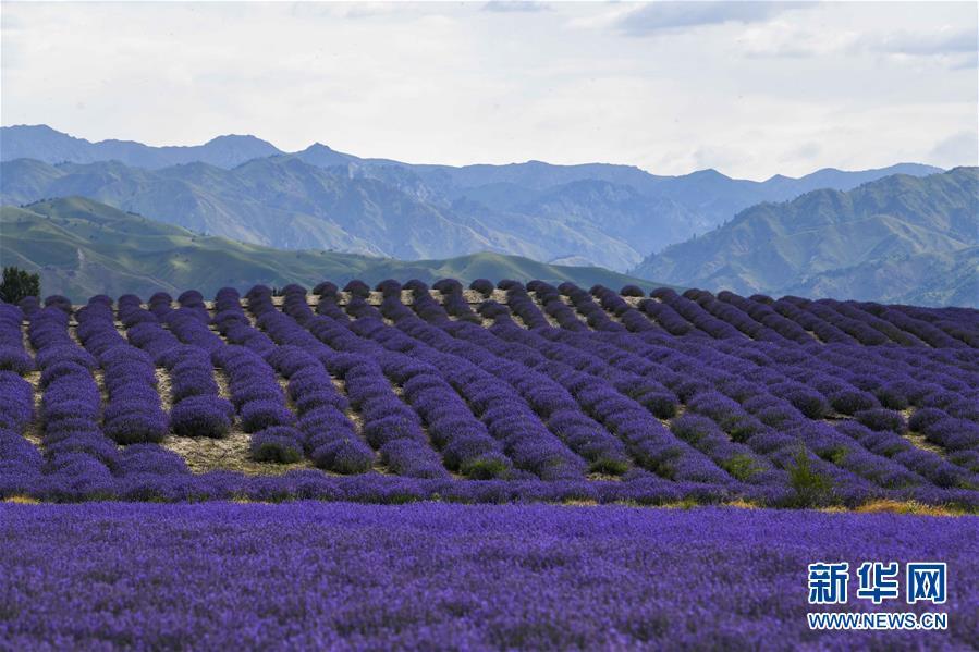 这条脱贫致富路，多姿又多彩！