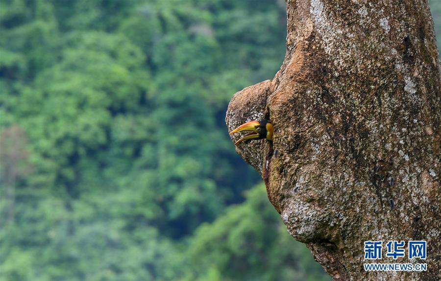 云南德宏拍摄到双角犀鸟雏鸟出巢珍贵影像