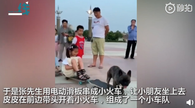 人不如狗！斗牛犬一个月学会滑板还能拐弯 网友：最牛车队