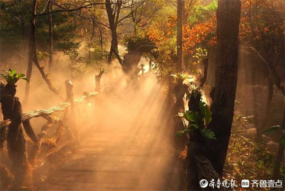 金色朝阳穿过秋雾，让济南莱芜小山谷变身仙境