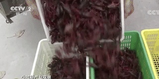 小龙虾价格降幅超过35%！网友：夜宵安排一下