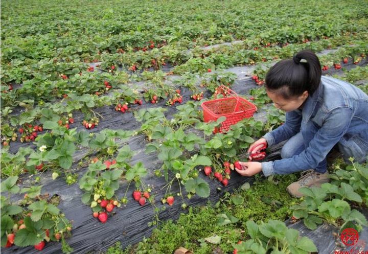 “畅享圣井”亮相“好品山东·品味章丘”2024章丘区特色产品展销推介会