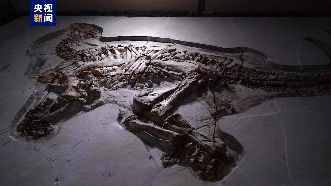 河北首次发现两具完整“热河生物群”恐龙化石