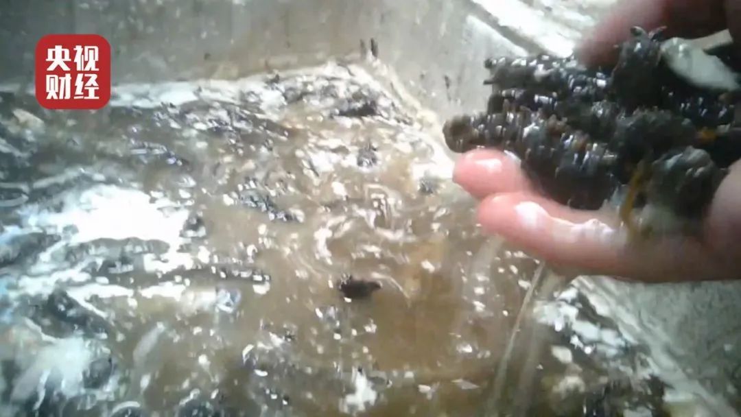 最新进展！“敌敌畏海参”3名当事人被控制，6家汉堡王停业