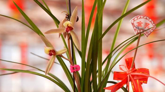 幽幽兰香，争奇斗艳！千盆精品兰花竞相绽放省兰博会