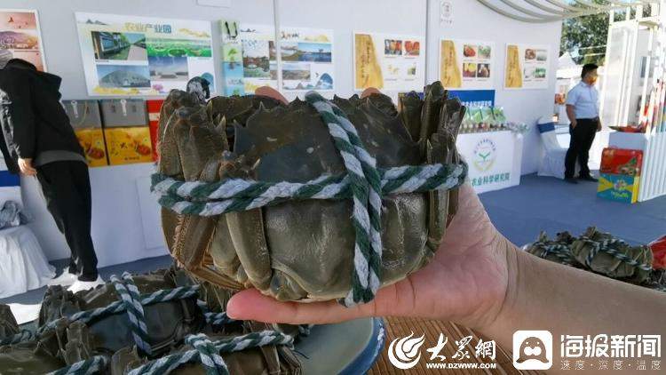 搴嗙鍐滄皯涓版敹鑺?灞变笢16鍦板競鈥滄槑鏄熲€濆啘浜у搧銆佲€滅瀛愮洸鐩掆€濈瓑鎯婅壋浜浉