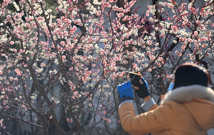 春花绽放 泉水欢歌