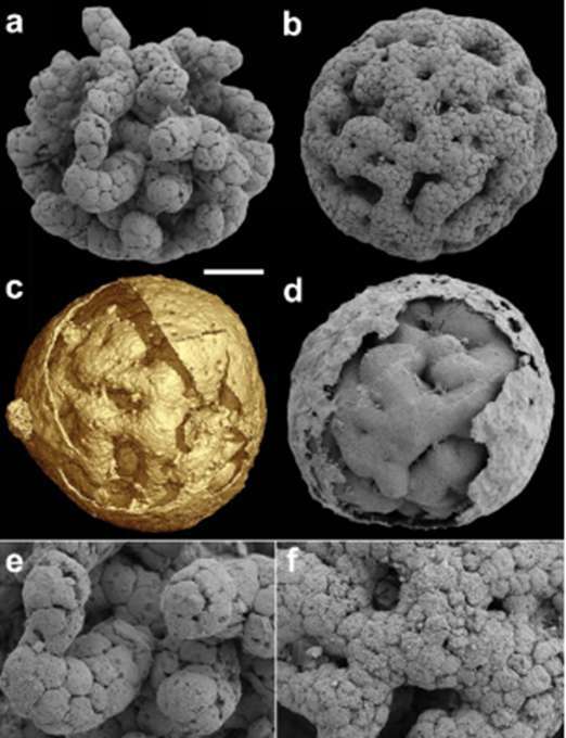 真相了!先有鸡还是先有蛋怎么回事?6.1亿年前的